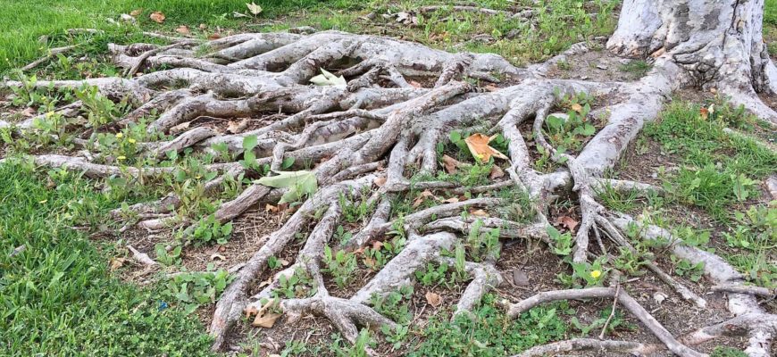 3 Major Problems With Tree Roots in Gardens